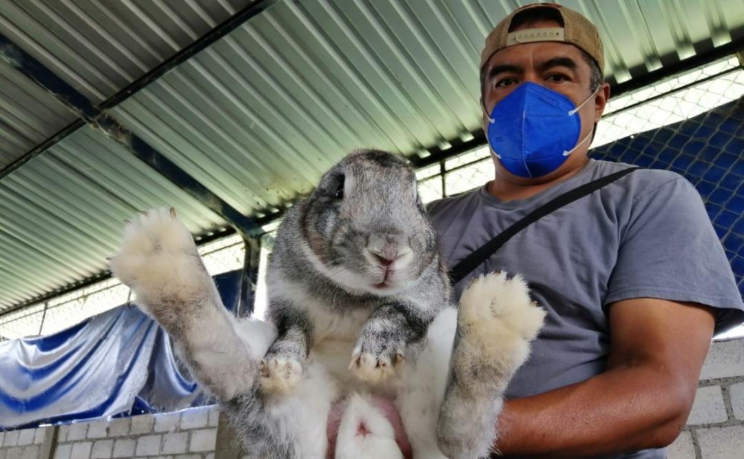 La Bolita, una granja en los Valles de Oaxaca que resiste la crisis gracias a la crianza de conejos