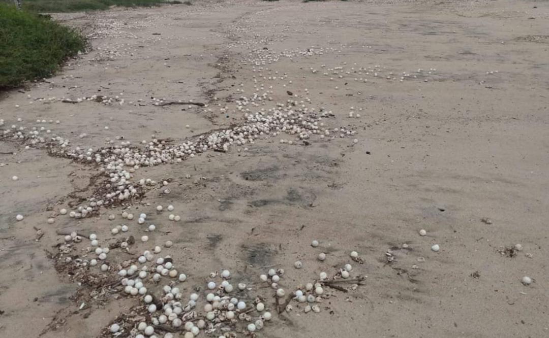 Marejada en Santuario La Escobilla, Oaxaca, deja miles de huevos de tortuga expuestos