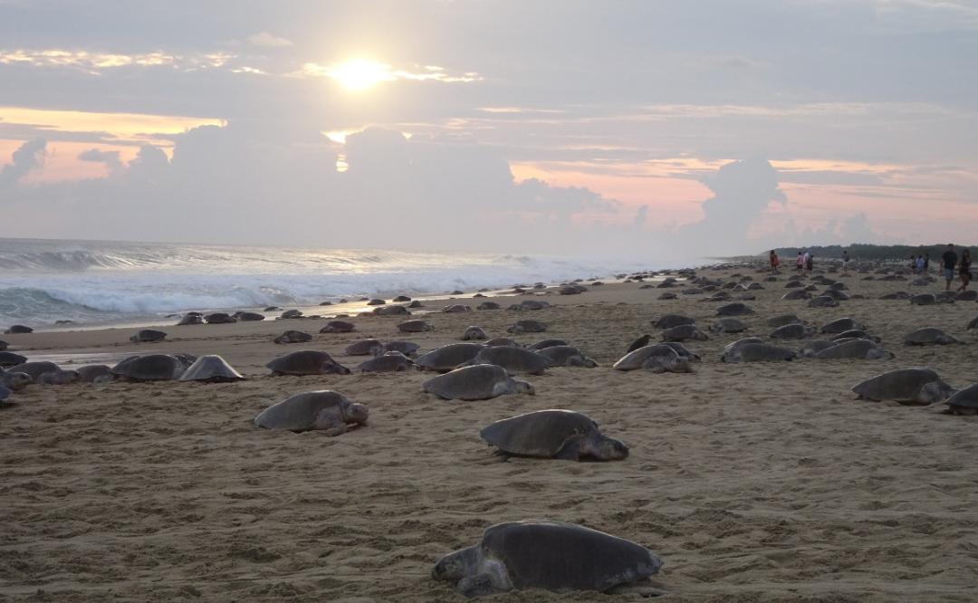Llegan más de 350 mil tortugas golfinas a santuarios en la Costa de Oaxaca