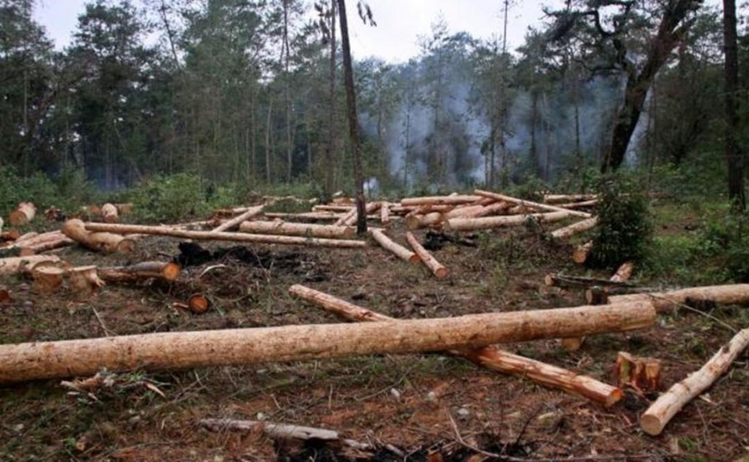 Exhorta Congreso de Oaxaca a tomar acciones contra la tala ilegal y la deforestación