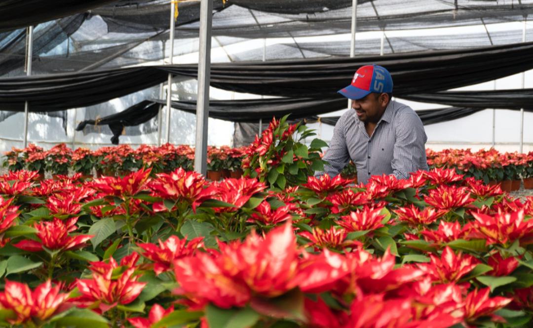 Pandemia no vence a la Nochebuena: fue buen año para la flor, dicen  productores de la Sierra de Oaxaca | Oaxaca
