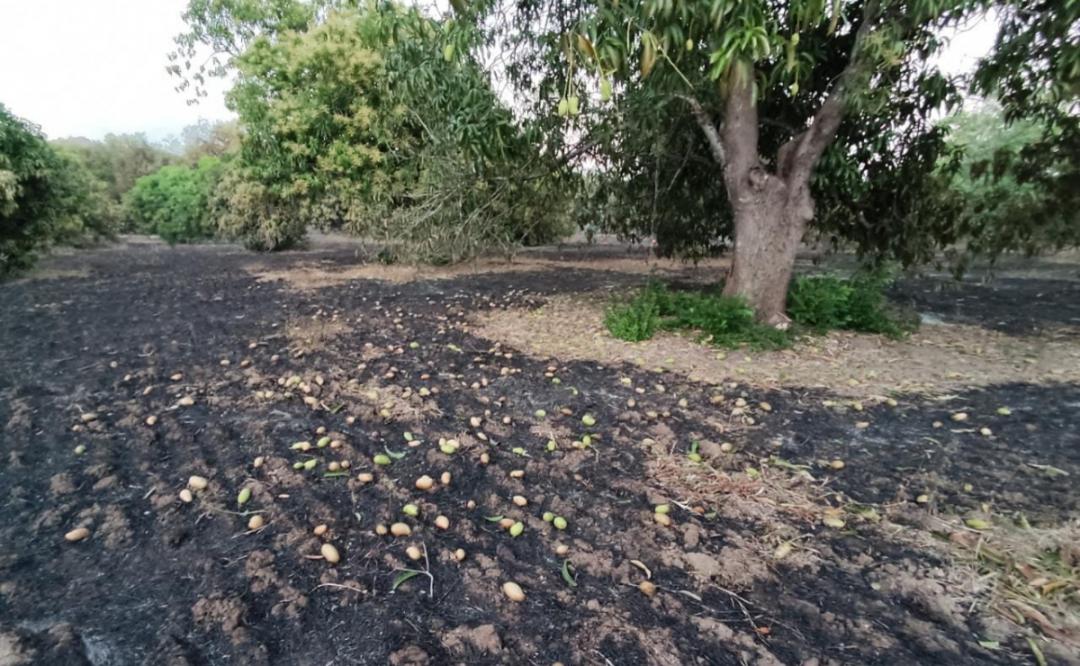 Frente Frío 26 deja pérdidas millonarias a productores de mango del Istmo de Oaxaca; piden apoyo