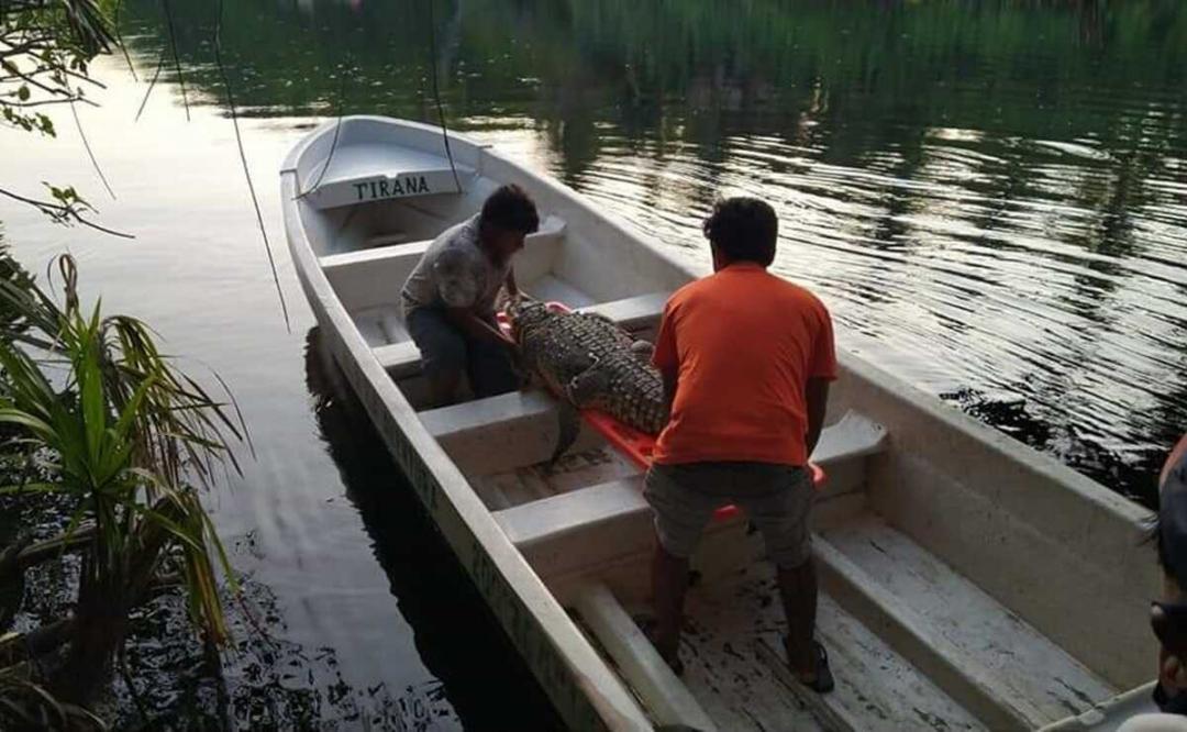 Capturan a un cocodrilo en río Ostuta, Istmo de Oaxaca