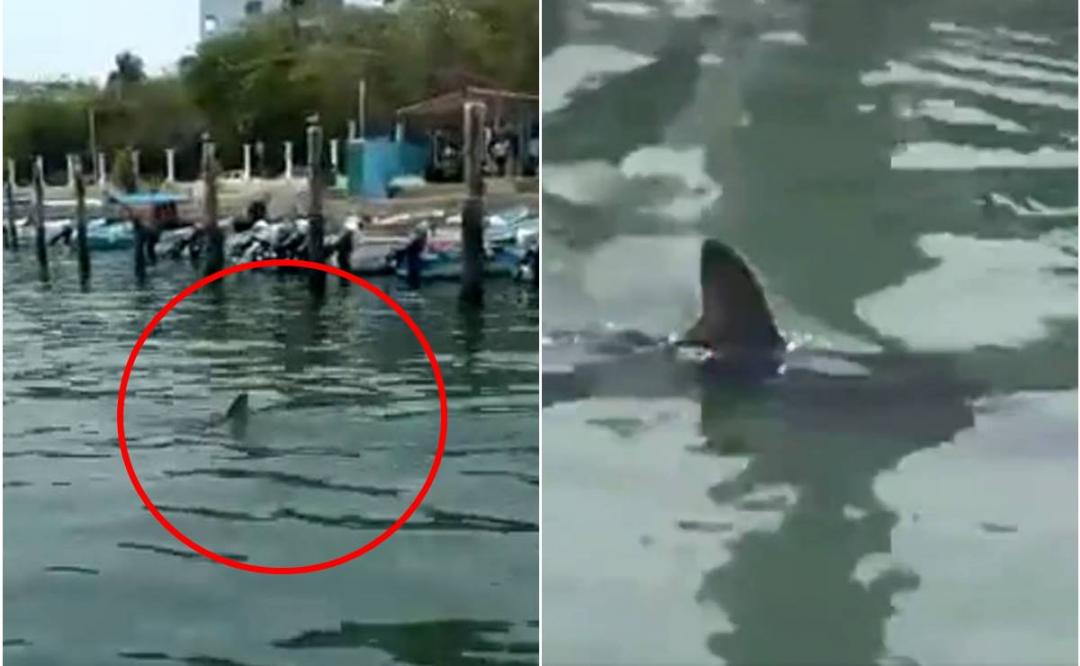 VIDEO. Tiburón acecha embarcadero de Huatulco, Oaxaca y se hace viral el momento