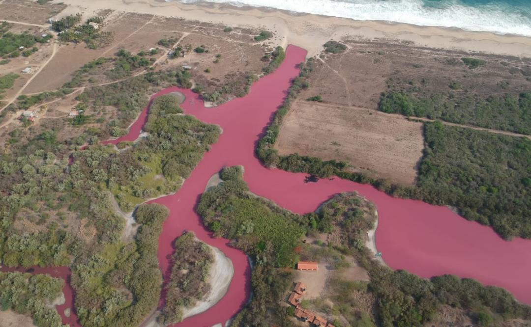 Se tiñen de rosa aguas de la laguna La Salina, ubicada en Tonameca, santuario de tortugas en Oaxaca