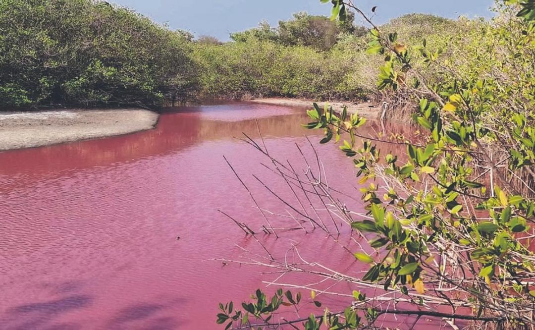 Desequilibrio ecológico, lo que se esconde tras la laguna rosa en la Costa de Oaxaca