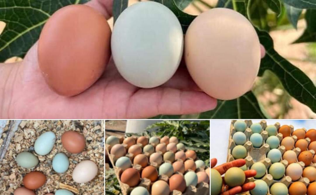 Huevos de colores de Oaxaca y el origen de su peculiar pigmento