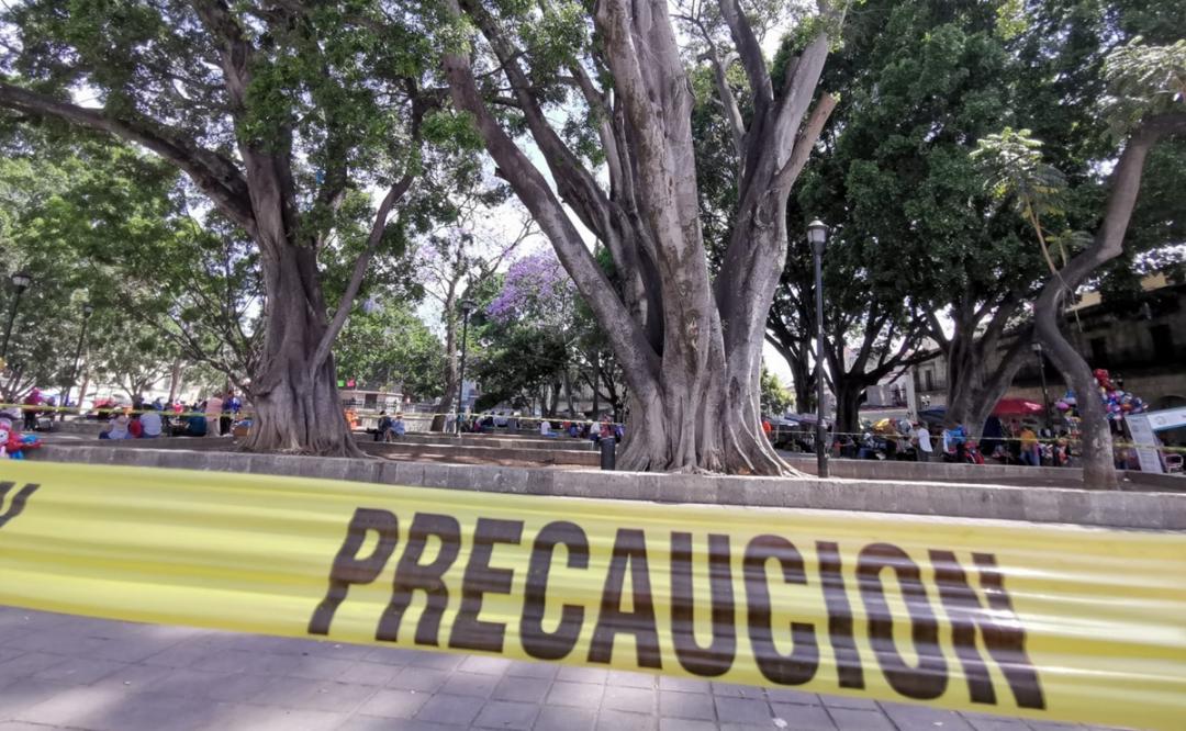 Buscan obligar a autoridades de los 3 niveles a proteger árboles históricos de Oaxaca de Juárez