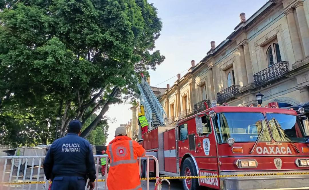 Analizarán expertos posible sustitución del laurel frente a palacio de gobierno de Oaxaca
