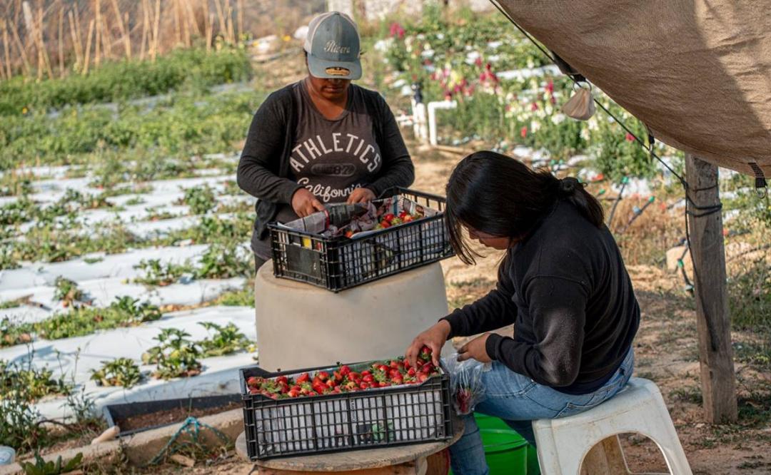 Cultivo de fresas, opción de negocio en la Mixteca de Oaxaca para no migrar a EU