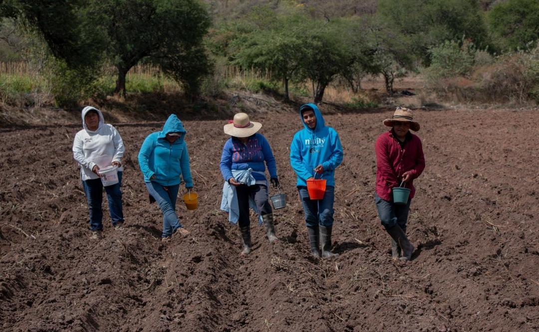 Ante inflación, disparo en precio de fertilizantes y falta de apoyos, muere campo de la Mixteca de Oaxaca