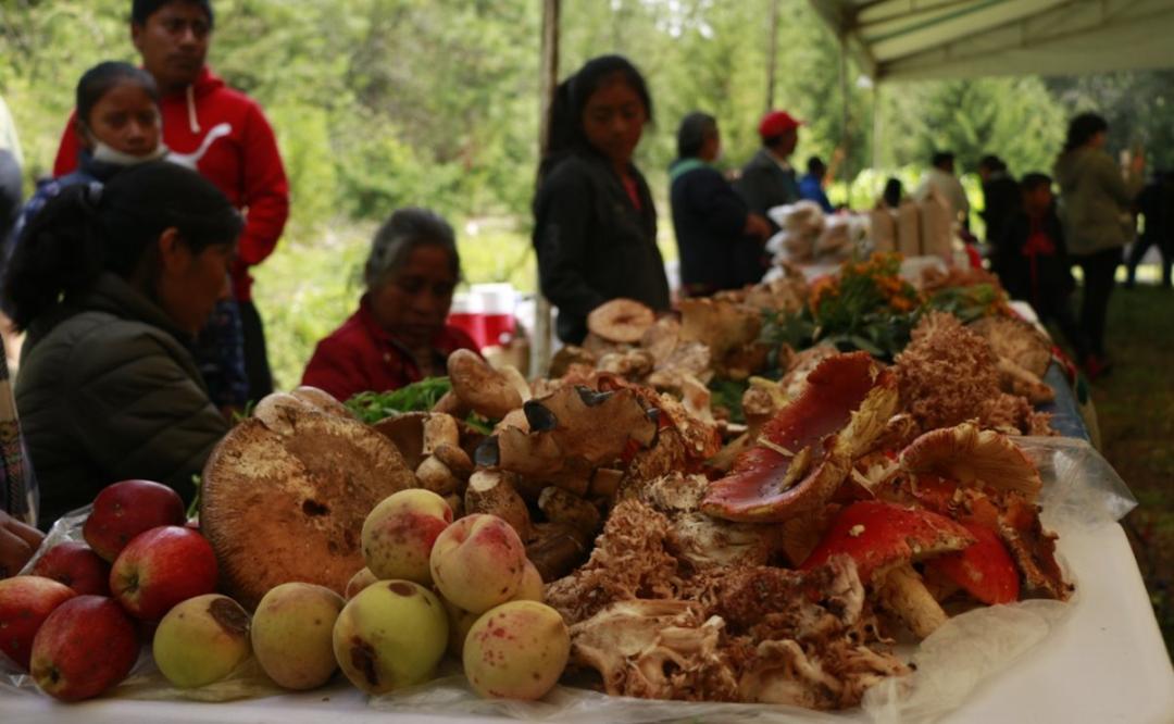 Celebran Festival de Hongos en Tlaxiaco en busca de más de 300 especies
