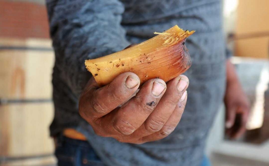 ¿Cata de mezcal? ¡No! Aprende cómo “saborear” esta bebida de la mano de un maestro de Oaxaca.