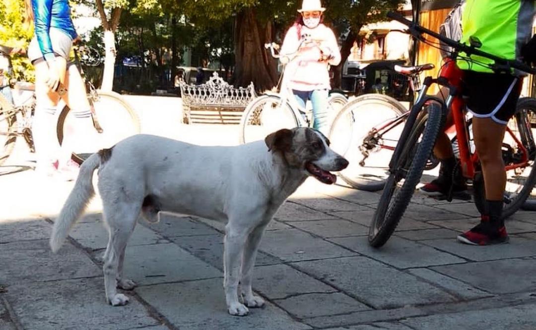 Celebran en redes la adopción de Taco, el perro que acompañaba a ciclistas de Oaxaca