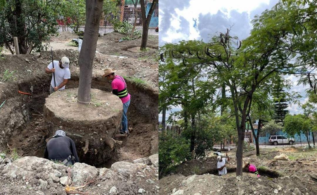 Ambientalistas acusan al director del Jardín Etnobotánico de Oaxaca de extraer árboles sin permiso