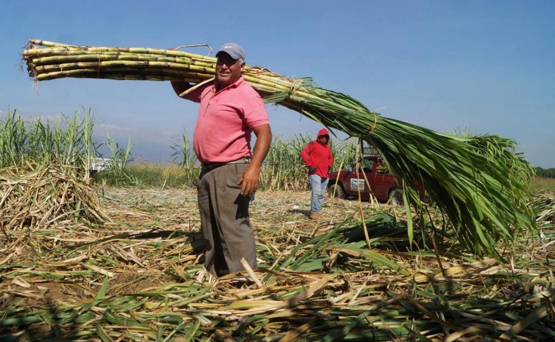 Renace en la Ciénega de Zimatlán cultivo de caña en manos de migrantes que retornaron a Oaxaca