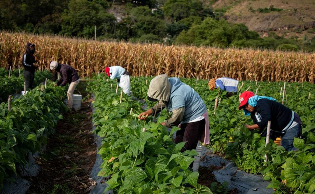 Por prolongada sequía en la Mixteca de Oaxaca, campesinas se quedan sin trabajo y sin cosecha