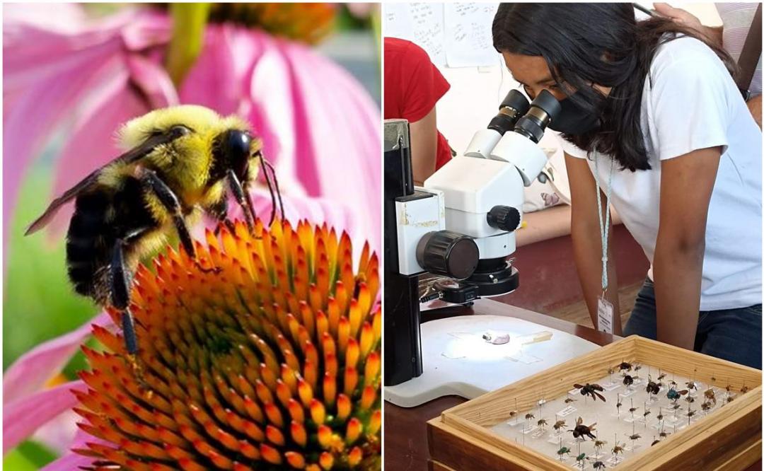 “No significan miel, sino vida”. Con festival en Oaxaca, llaman a preservar a las abejas nativas