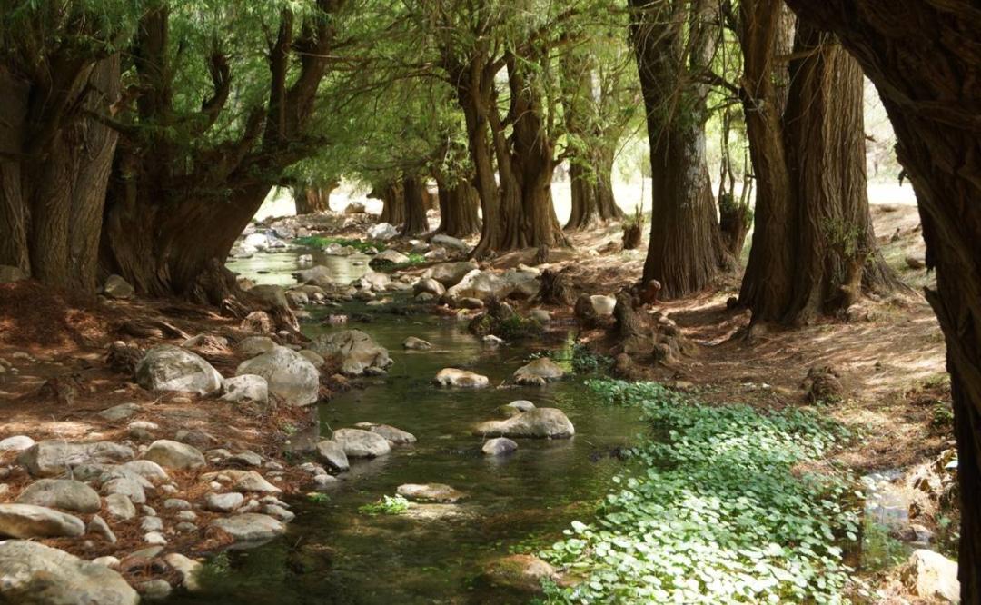 Gobierno de Oaxaca proyecta siembra de 200 mil hectáreas de árboles en 300  comunidades | Oaxaca
