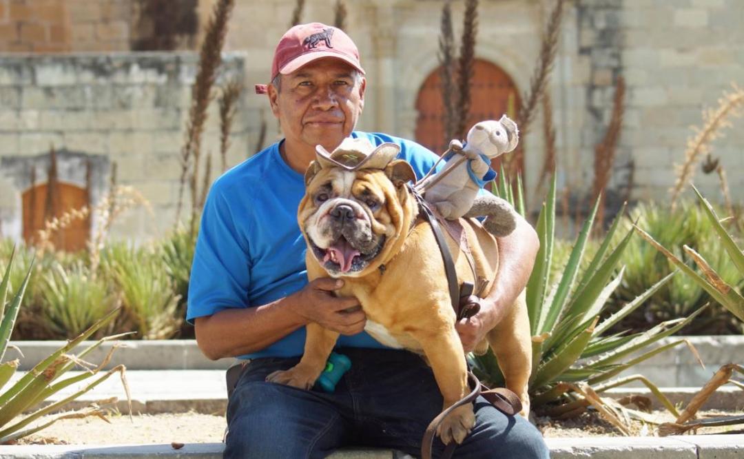 Baloo, un bulldog con alma de terapeuta que ayuda a lomitos rescatados de situación de calle