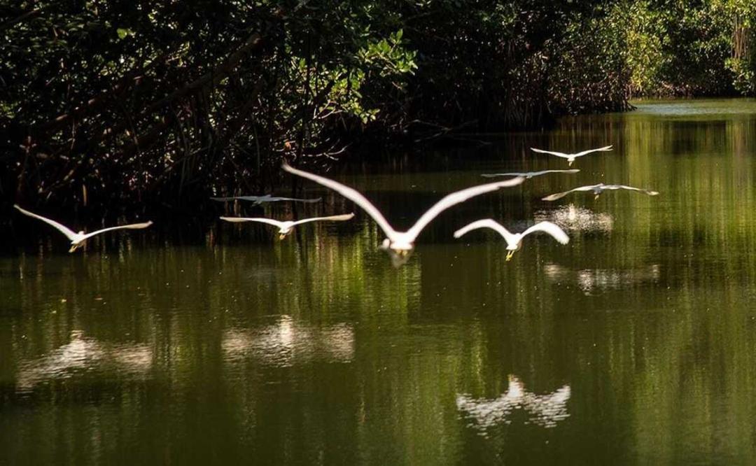 Tras análisis de aves y peces muertos, Salud de Oaxaca descarta presencia de gripe aviar en la Costa