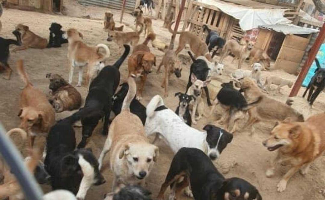 Autoridades de Xoxo dan ultimátum a albergue de perritos en Oaxaca; llaman a adopciones urgentes