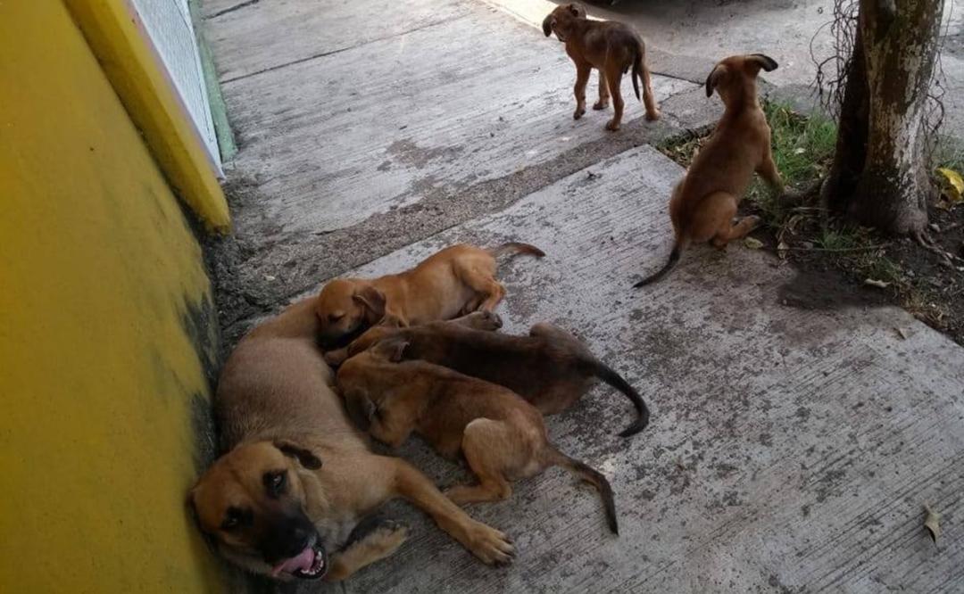 Por crisis económica en Oaxaca, caen más de 50% los rescates de animales abandonados en Tuxtepec