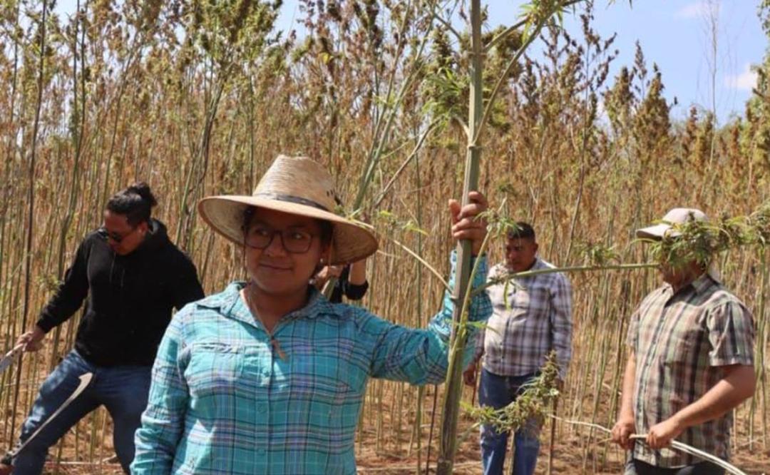 Cosechan cannabis para uso industrial en Oaxaca; es la primera vez en el país