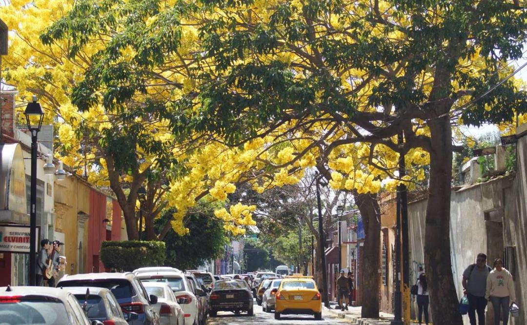 Conoce al guayacán,  árbol que viste de flores rosas y amarillas a la ciudad de Oaxaca