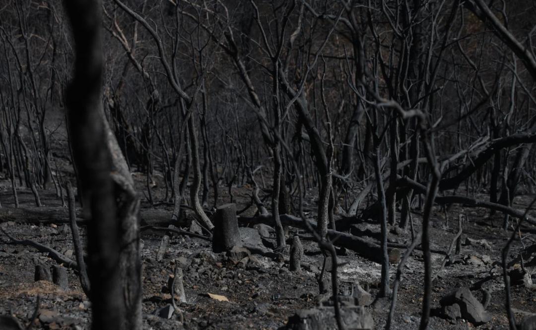 Tras 27 horas, liquidan en Oaxaca incendio en Ixtepeji que consumió 100 hectáreas de bosque