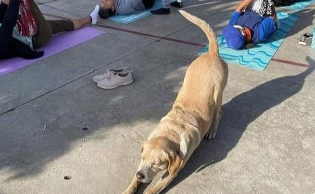 Arman colecta para Toby,  perrito de Oaxaca que hace yoga y necesita una cirugía