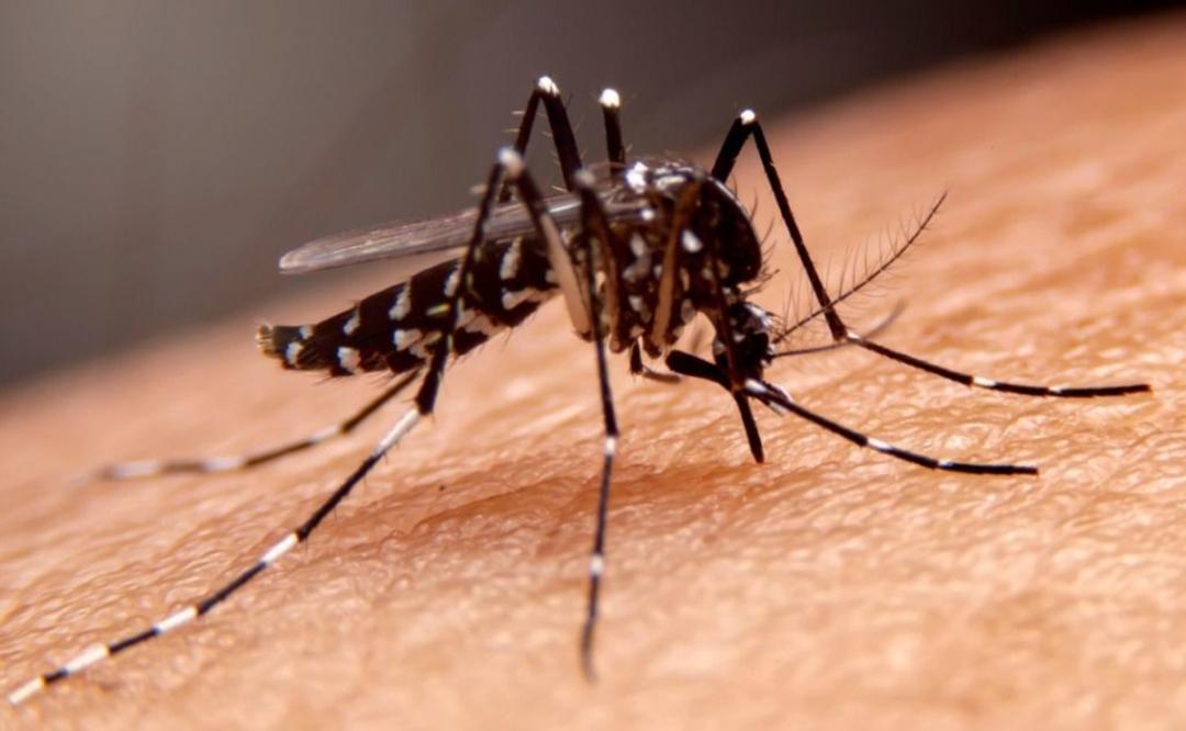 ¡Alerta! Registra Oaxaca 113 casos nuevos de dengue en la última semana: SSO