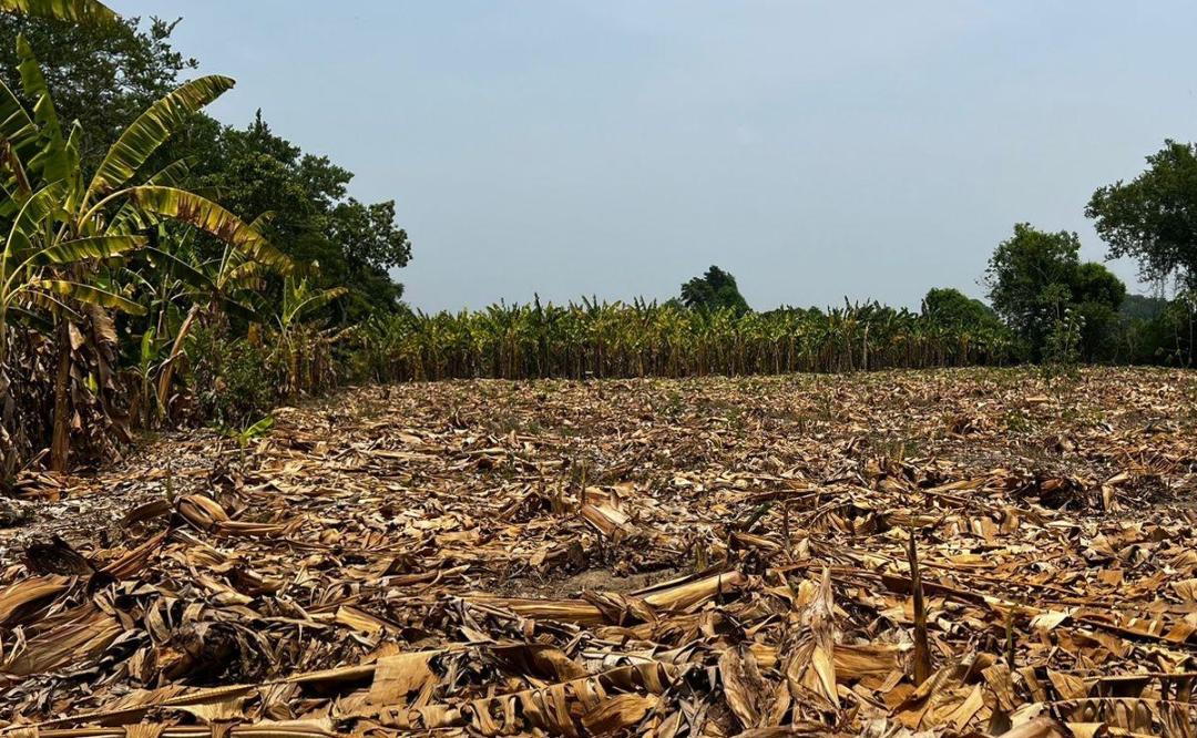 Sequía y aguaceros afectan 2 mil hectáreas de plátano en Oaxaca; prevén escasez