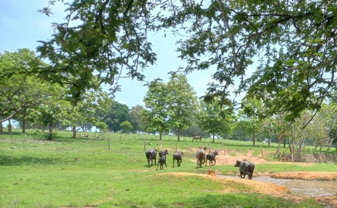 Ganaderos denuncian intento de despojo por parte del Corredor Interocéanico, en el Istmo de Oaxaca