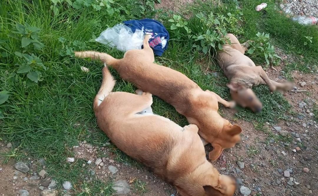 Fiscalía de Oaxaca inicia investigaciones periciales tras presunto envenenamiento masivo de perros en Nochixtlán