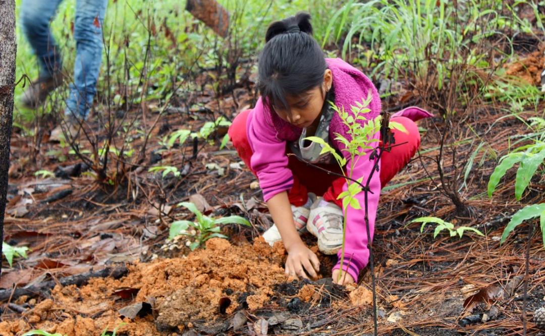 Jóvenes de Oaxaca impulsan reforestación en zonas devastadas por incendios en Putla