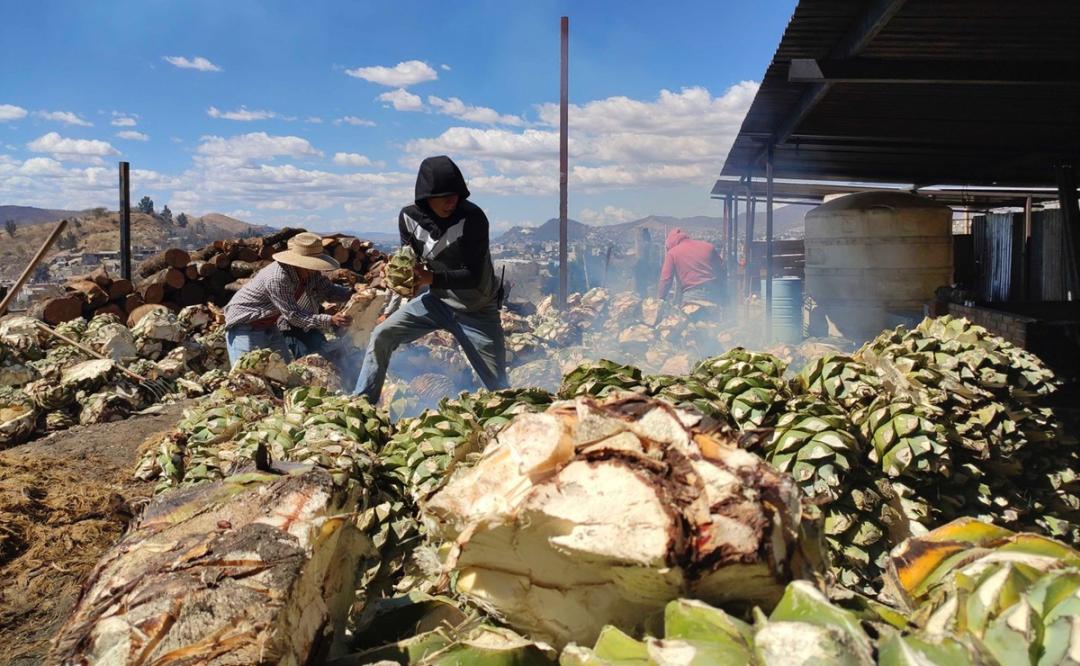 El falso boom mezcalero en Oaxaca: ¿por qué si produce más, caen los precios del agave?