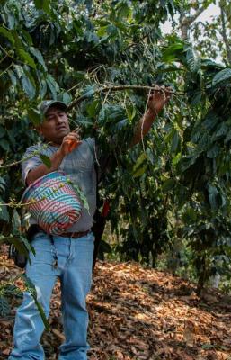 El renacer del caf&eacute; mixteco: tras vencer plagas, productores de Oaxaca logran excelencia en granos de especialidad