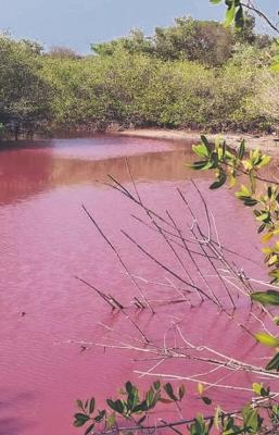 Desequilibrio ecol&oacute;gico, lo que se esconde tras la laguna rosa en la Costa de Oaxaca