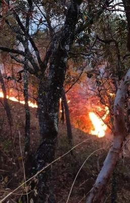11 incendios consumen bosques de Oaxaca, 9 iniciaron en las &uacute;ltimas 24 horas