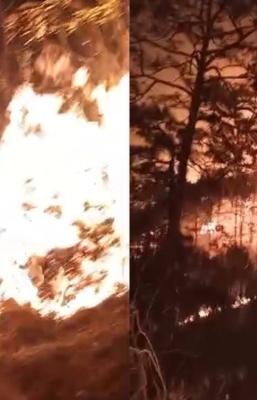 Fuego ha consumido 2 mil hect&aacute;reas de pino ocote en selva de Los Chimalapas en Oaxaca