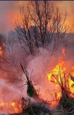 Registra Tuxtepec, Oaxaca 40 incendios de pastizales en los &uacute;ltimos 4 meses