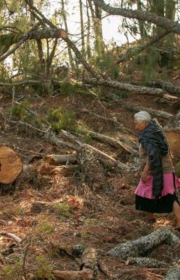 Acusan ecocidio en Oaxaca por tala en bosques de Juxtlahuaca para programa de manejo forestal