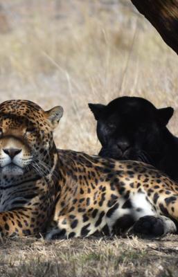 Yaguar Xoo: Despojos e incendio en Oaxaca ponen en peligro rescate del jaguar, el felino m&aacute;s grande de Am&eacute;rica