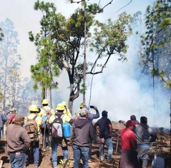 Al menos 50 incendios han devorado bosques de Oaxaca en 2024; alertan por zonas de conflicto. 