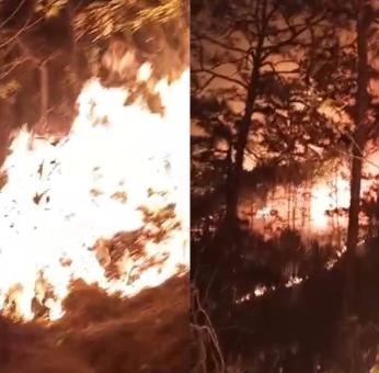 Fuego ha consumido 2 mil hect&aacute;reas de pino ocote en selva de Los Chimalapas en Oaxaca