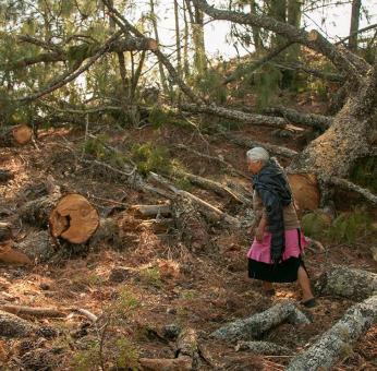 Acusan ecocidio en Oaxaca por tala en bosques de Juxtlahuaca para programa de manejo forestal