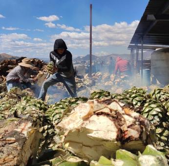 El falso boom mezcalero en Oaxaca: &iquest;por qu&eacute; si produce m&aacute;s, caen los precios del agave?  