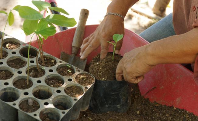 Campesinos zapotecas rescatan árboles nativos del Istmo con programa de  AMLO | Oaxaca