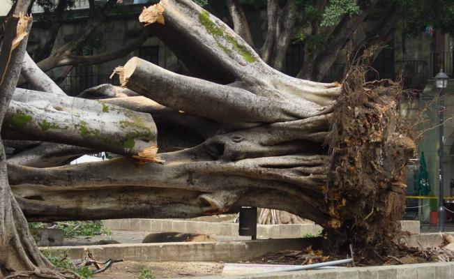 Lamenta Oaxaca caída del emblemático laurel del Zócalo; esto es lo que  sabemos hasta el momento | Oaxaca